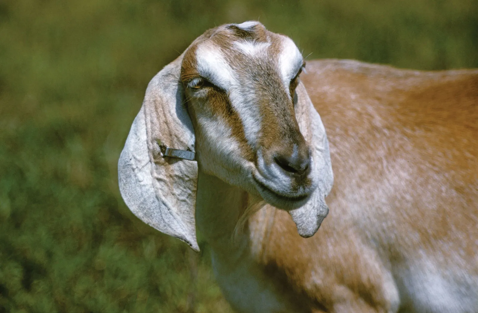 goat