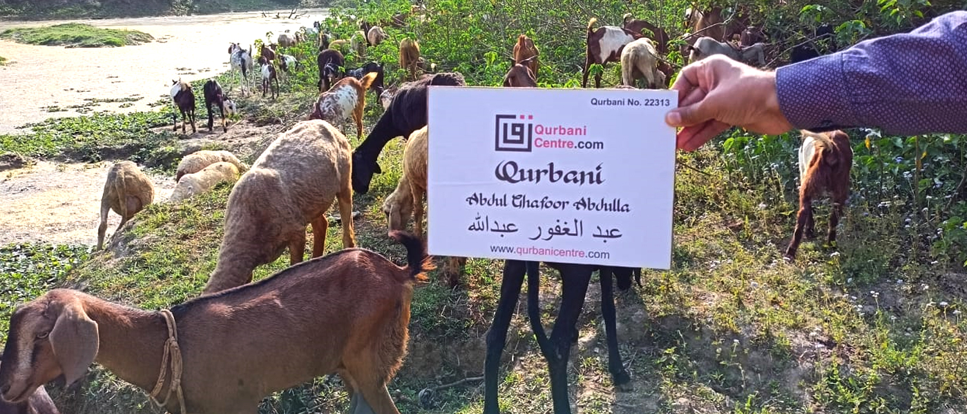 Qurbani, or the ritual sacrifice, holds great significance in the cultural and religious fabric of India. This sacred practice is deeply rooted in Islamic traditions, specifically commemorating the willingness of Prophet Ibrahim to sacrifice his son as an act of obedience to God. The essence of Qurbani lies in selflessness, charity, and sharing with those less fortunate.