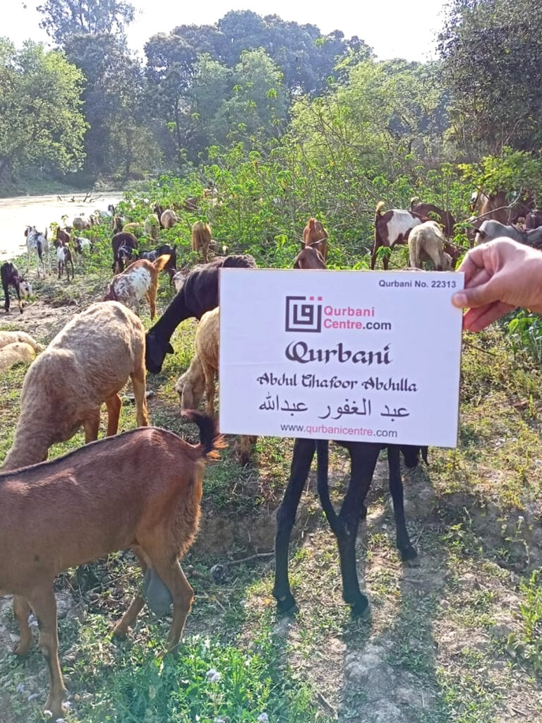 Qurbani on Goat by Qurbani centre